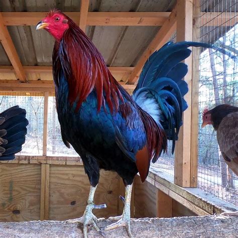 Craigslist gamefowl. Things To Know About Craigslist gamefowl. 